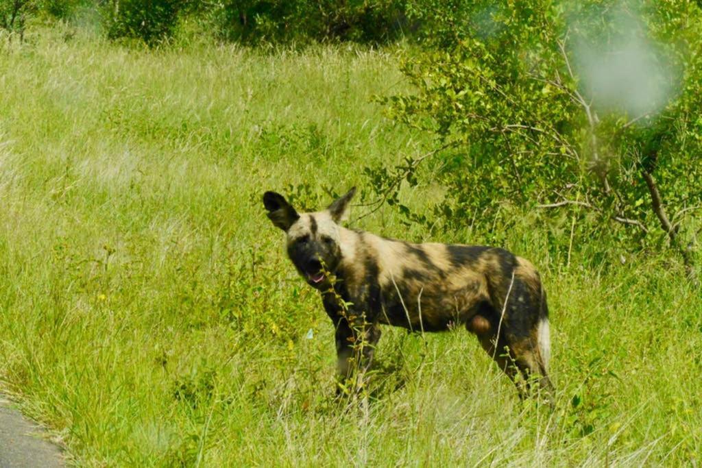 Thabisa Lodge Худспрут Экстерьер фото